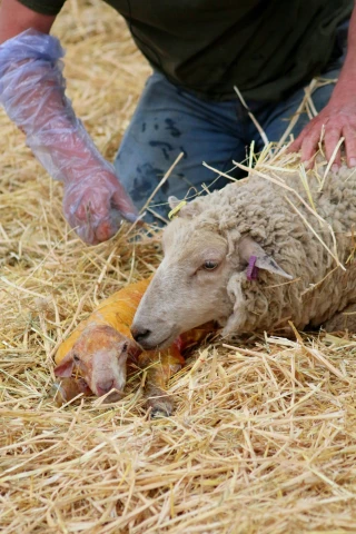 Le Département aux côtés des agriculteurs