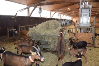 Adapter les chèvreries aux fortes chaleurs