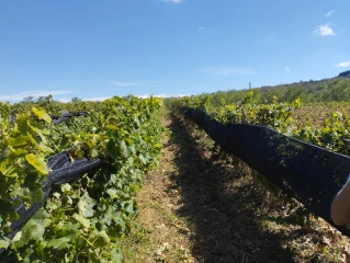 Couverts végétaux et voiles d'ombrage, pour atténuer les effets du changement climatique