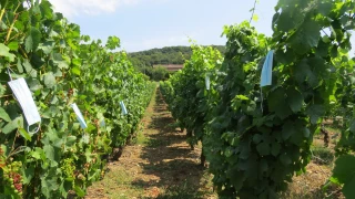 Des vendanges à l’heure du Covid-19