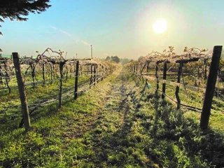 Travail du sol et risque de gel en vigne : attention danger !