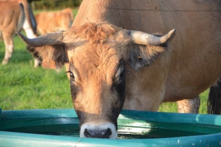 L’abreuvement, élément numéro 1 du bien-être animal 