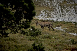 Chamois et bouquetin en Ardèche : un projet qui fait débat