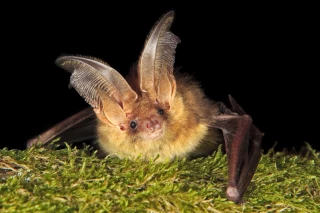 La chauve-souris, alliée des agriculteurs