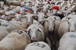 Une filière ancrée dans le pastoralisme