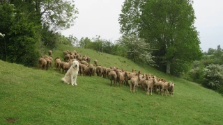 Plus qu’un chien, un moyen de protection