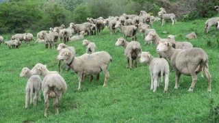 Les circuits de commercialisation de la filière ovine 