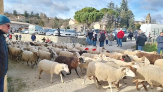 500 brebis transhument à Vesseaux !