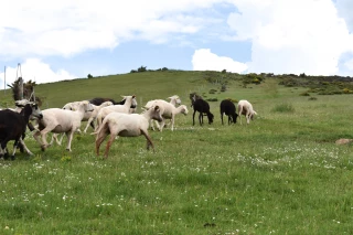 Transhumance et mouvements d'animaux : ce qu'il faut savoir