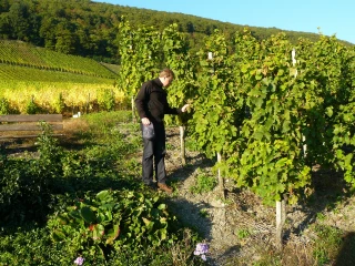 Viticulture : l'allégement exceptionnel de cotisations sociales est précisé