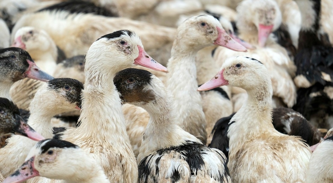 Santé animale : les dépenses publiques sont en hausse depuis 2016