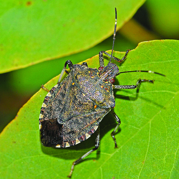 CARTE D’IDENTITÉ / Halyomorpha halys, qui est-elle ?