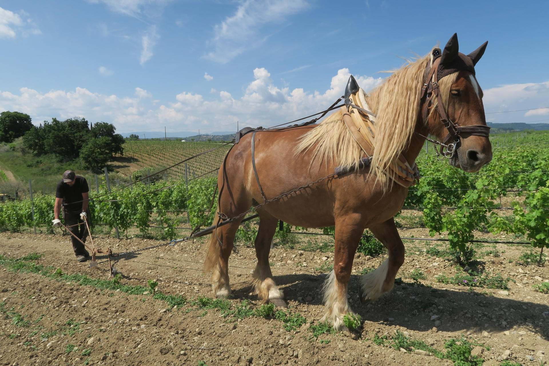 La traction animale, une activité adaptée à certains secteurs agricoles