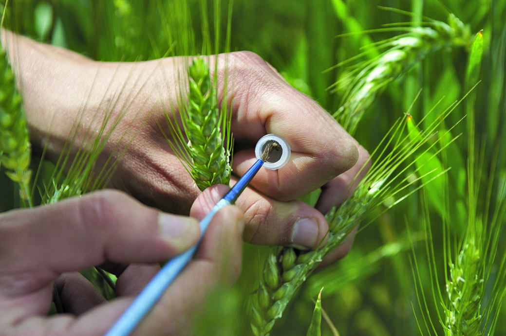 Agri Obtentions : devenir le semencier de l’agroécologie