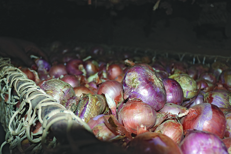 SÉNÉGAL / Des greniers innovants afin de stocker la production d’oignons