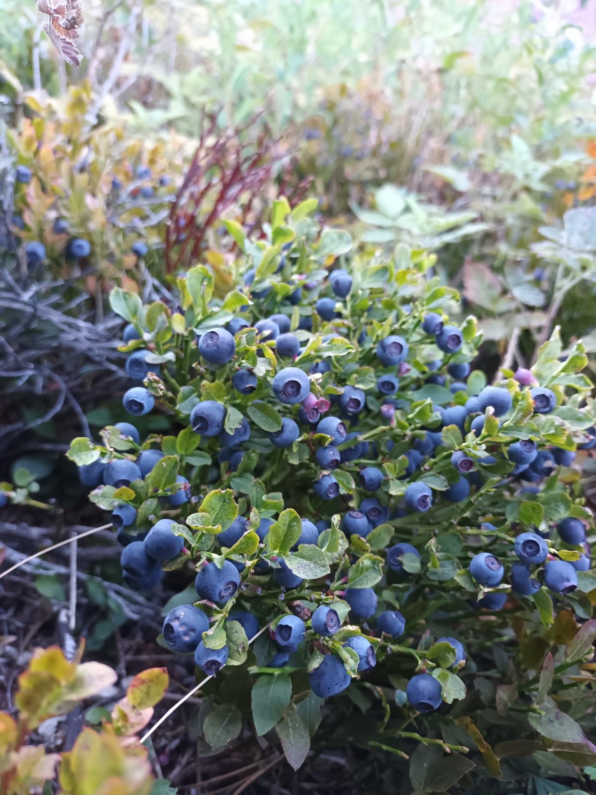 La myrtille ardéchoise, fleuron des fruits sauvages, en danger