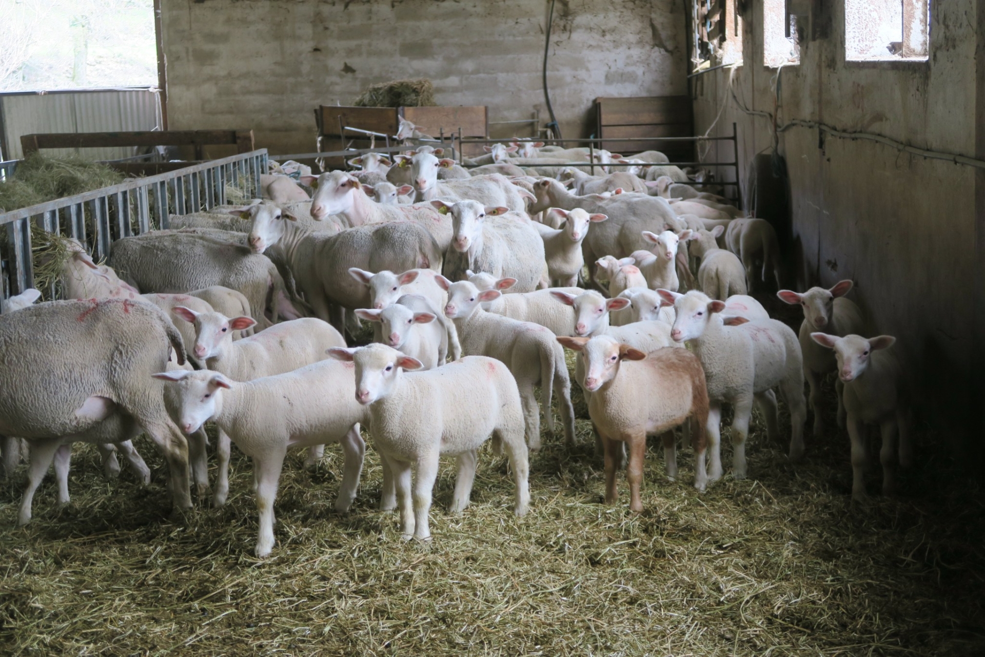 Les défis de la filière ovine