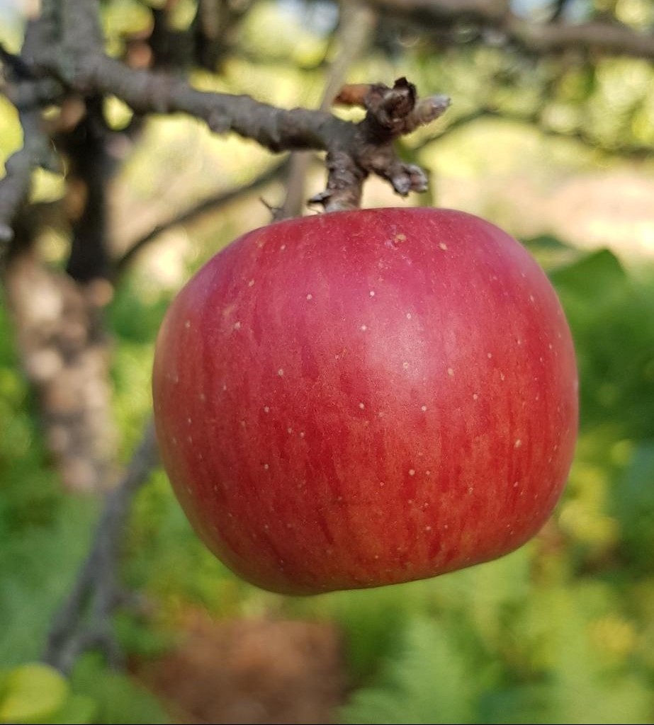 Il Préserve Les Variétés Anciennes De Pommes Ardéchoises