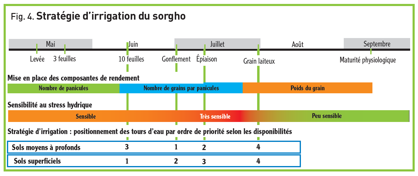 La Conduite Du Sorgho En 2021