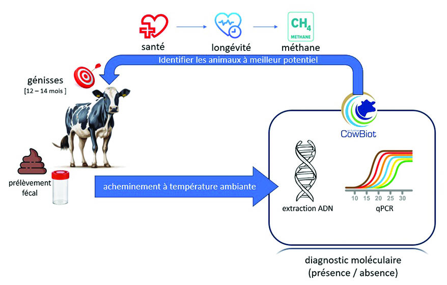 COWBIOT® Outil prédictif de la longévité productive des vaches laitières / Gènes diffusion - GD Biotech